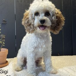 Gigi - Cockapoo