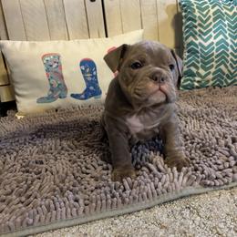 Aussiedoodle, Bulldog, Miniature Australian Shepherd, Poodle, and Toy Australian Shepherd Puppies from Mowry Creek Mini Aussiedoodles and More