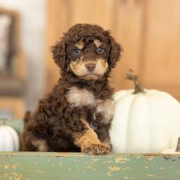 Willow - Brown female Bernedoodle puppy in Austin, Texas from Doodles of Central Texas