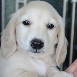 Dachshund Puppies from Dreamheart Dachshunds