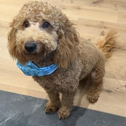 Bordoodle and Poodle All Grown Up from Poo's Doo's & Inu's