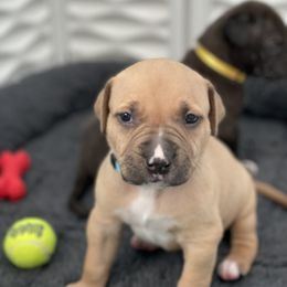 American Bully and American Pit Bull Terrier Puppies from Terminal Velocity Kennels LLC