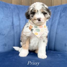 Prissy - Blue merle female Bernedoodle puppy in Bellville, Ohio from Bernedoodle Buddies