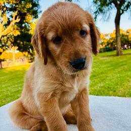 Sky - Light golden female Golden Retriever puppy in Santa Ana, California from American Golden Retrievers