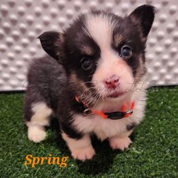 🌱Spring🌱 - Black and tan Pembroke Welsh Corgi puppy in Kiowa, Colorado from Cool Water Corgis LLC