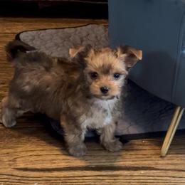 Male Sable Yorkie - Tan male Yorkshire Terrier puppy in Des Moines, Iowa from Diamond Yorkshire Terriers
