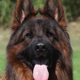 yu/Yukon - German Shepherd