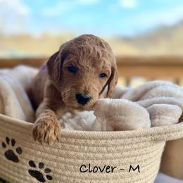Clover - M - Apricot male Poodle puppy in Greenwich, New York from MizzElle’s Standard Poodles