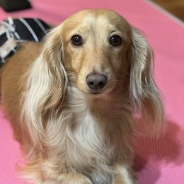 Luka - Dachshund