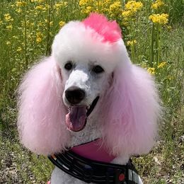 London - Poodle