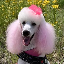 London - Poodle