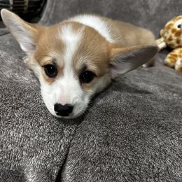 Pembroke Welsh Corgi Puppies from Brilliant Breeds