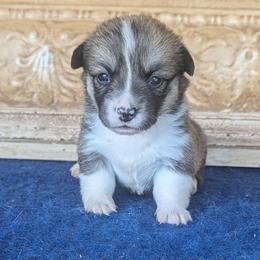 Laura Ingalls Wilder - Sable and white female American Corgi puppy in Shawnee, Oklahoma from Sunray Ranch