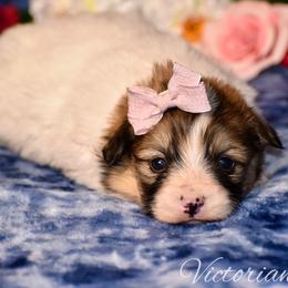 Cherry - Red female Pembroke Welsh Corgi puppy in East Canton, Ohio from Victorian Farms