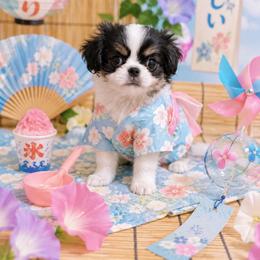 Black Tan Boy (green) - Black tan and white male Japanese Chin puppy in Tulsa, Oklahoma from Locust Creek Pugs & Japanese Chin's