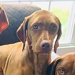 Penny - Vizsla