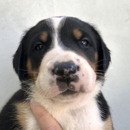 Girl 3 - female Greater Swiss Mountain Dog puppy in Pasadena, California from Park Place Swissys