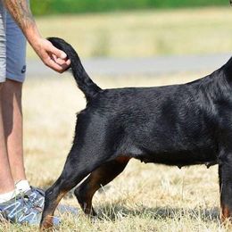 Rottweilers from Von Ekola Rottweilers