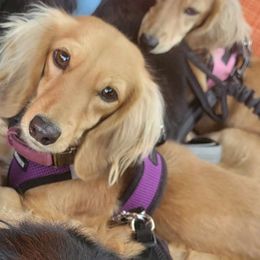 Ambrosia - Dachshund