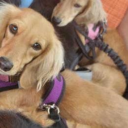 Ambrosia - Dachshund