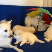 American Eskimo Dog Puppies from Shadow Kennels