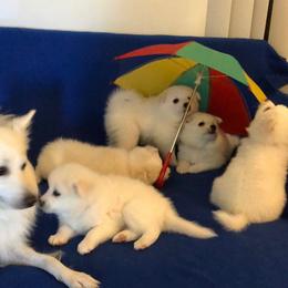 American Eskimo Dog Puppies from Shadow Kennels