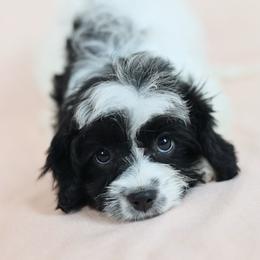Betsy Ross - Black and white female Cavapoo puppy in Pleasant Grove, Utah from Canterbury Canines