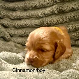 Cinnamon - Golden male Cocker Spaniel puppy in Sumter, South Carolina from Cocker Eclipse In Home Kennel