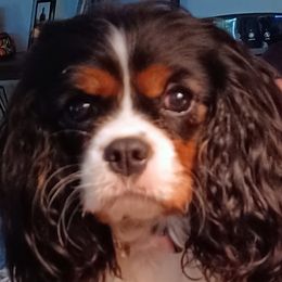 Dusty - Cavalier King Charles Spaniel