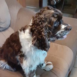 Gypsy - Cocker Spaniel