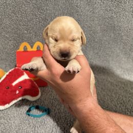 Chuck - Yellow male Labrador Retriever puppy in Lancaster, South Carolina from Tidal Retrievers