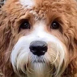 Bernedoodles and Goldendoodles from Heather Mccluney