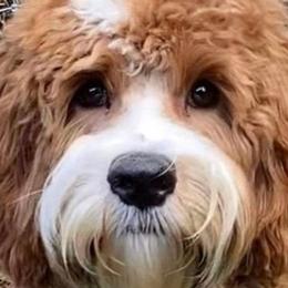 Bernedoodles and Goldendoodles from Heather Mccluney
