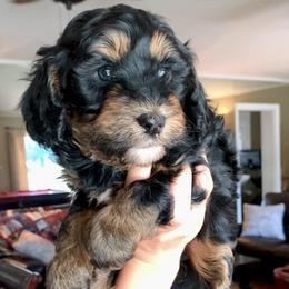 Moana - Phantom female Bernedoodle puppy in Yuba City, California from Ranch House Doodles