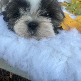 Boy 3 - Gold and white male Shih Tzu puppy in Tenino, Washington from Fantasy Realm Shih Tzus
