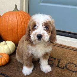 Girl 2 - female Goldendoodle puppy in Mesa, Arizona from Twinkle MiniDoodles