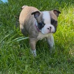 Girl 2 - Seal and white female Boston Terrier puppy in Arlington, Washington from Valerie’s Boston Terriers