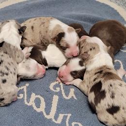Border Collie Puppies from Borderline Kennels