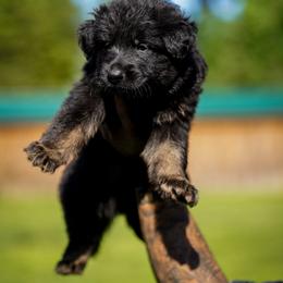 Eagle - Bi-color male German Shepherd puppy in Knowlton Township, New Jersey from Augenblick Kennels
