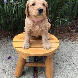 Australian Labradoodle Puppies from Love My Labradoodles