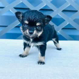 Roo - Black and tan female Chihuahua puppy in Hobgood, North Carolina from Four Kids’ Farms, LLC
