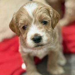 Atlas - Cream male Goldendoodle puppy in Ambrose, Georgia from Brandilyn's Aussies
