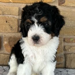 Alanis - Tri-color female Bernedoodle puppy in San Saba, Texas from Bluemoon Bernedoodles