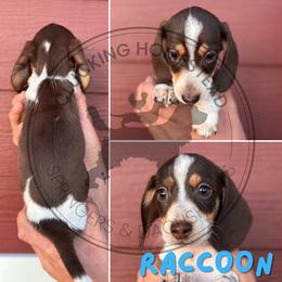 Raccoon - Piebald male Dachshund puppy in Fond Du Lac, Wisconsin from Clucking Homestead Springers & Dachshunds