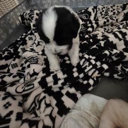 Hambone - White and black male Newfoundland puppy in Quaker City, Ohio from Country Magik