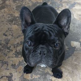 BATMAN - French Bulldog