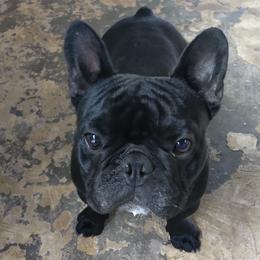 BATMAN - French Bulldog