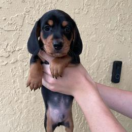 Twix - Black and tan male Dachshund puppy in Spring Hill, Florida from Adorable Doxxies