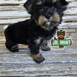 Jr. Mint - Black and tan male Yorkshire Terrier puppy in Elk Ridge, Utah from Janita's Yorkshire Terriers