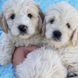 Cavapoos, Companion Crosses, Goldendoodles, and Golden Retrievers from SoléLuna Golden Retrievers
